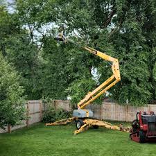 Reliable Aliquippa, PA Tree Care Solutions