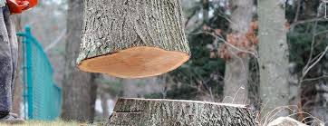 How Our Tree Care Process Works  in  Aliquippa, PA